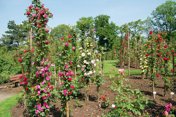traditional Rose garden in summer time