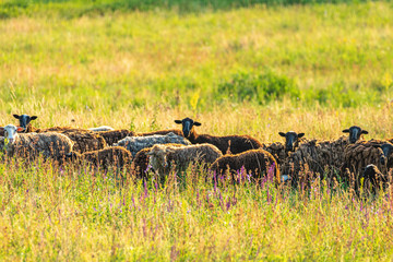 Herd of sheep on beautiful mountain meadow
