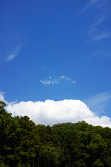 Fototapeta na wymiar 初夏の森と白い雲とその上に広がる青い空