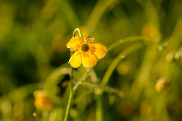 Hahnenfuß (Ranunculus)