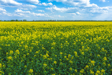 Blooming yellow rapeseed field with blue cloudless sky. Beautiful nature background.