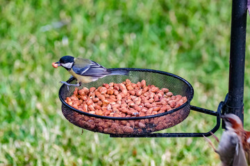 Naklejka premium bird on feeder