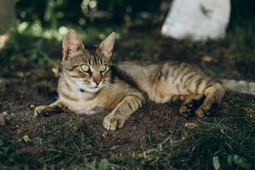 street portrait of a cat