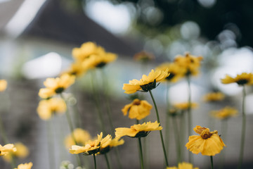 yellow flowers from spring to autumn, heliopsis