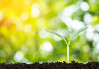 Young plant in the morning light on nature background, New life concept