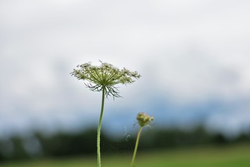 dandelion on background of blue sky