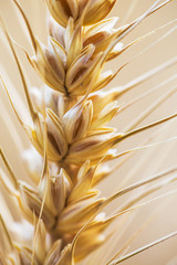 Wheat closeup with background of yellow field.