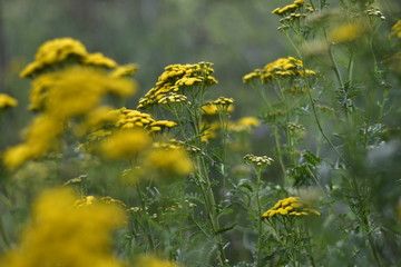 yellow flowers on green background of grass