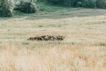 Herd of sheep on beautiful mountain meadow