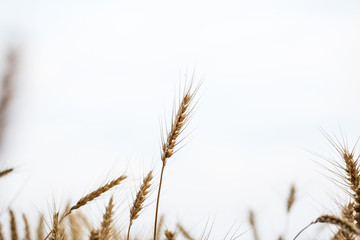 Wheat closeup. Wheat field. Rural scenery under shining sunlight