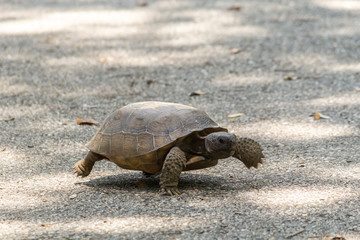 Turtle running across a path
