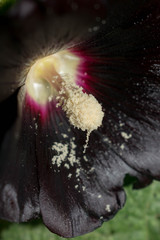 Mallow flower dark dark color large size pistil stamen pollen for design background