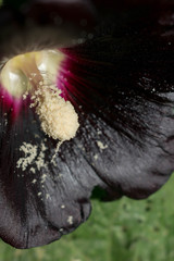 Mallow flower dark dark color large size pistil stamen pollen for design background