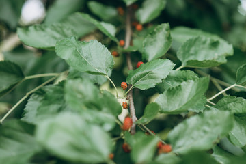 mulberry fruit tree, berries on a tree