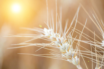 Obraz premium Wheat closeup with background of yellow field.