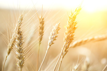 Golden field of wheat . Agriculture farm and farming concept