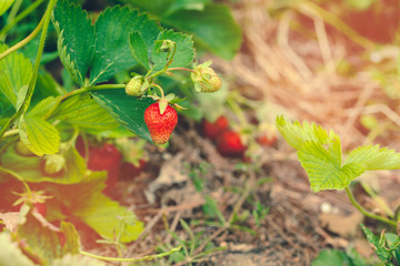 Strawberry field in the morning close up, no person