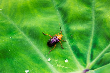 Calomela Beetle on a green leaf.