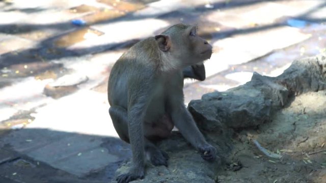 Monkey in national park, Thailand. 