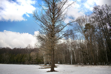 trees in winter