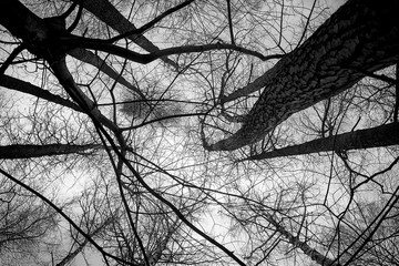 silhouette of a tree