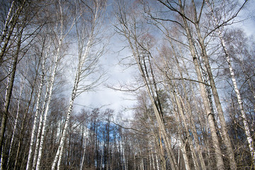 trees in winter