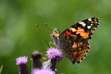 A butterfly on a thistle on a blurred green background... through its wings breaks through the sunlight.