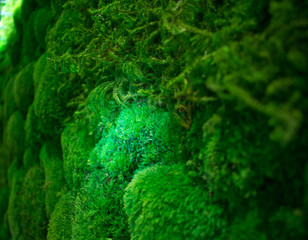 moss on tree