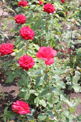 red roses in flowerbed, color photography