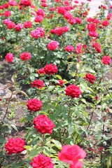 red roses in flowerbed, color photography