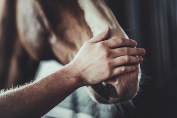 Horse Caress Closeup - Powered by Adobe