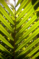 A palm tree leaf