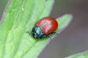 Chrysomela populi, a species of broad-shouldered leaf beetles belonging to the family Chrysomelidae