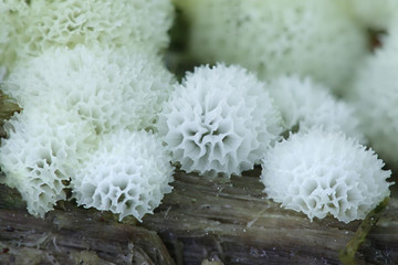 Ceratiomyxa fruticulosa var. porioides, white coral slime mold