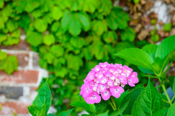 Fototapeta premium あじさいの花