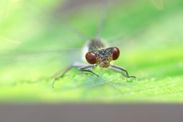 Erythromma najas, known as the red-eyed damselfly