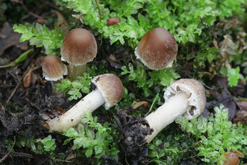 Psathyrella candolleana, known as pale brittlestem mushroom or common psathyrella, young specimens growing wild in Finland