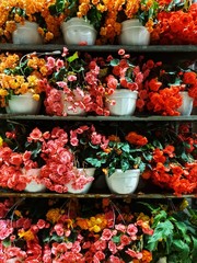 warehouse containers with flowers, floral containers in stock, pallets with plants