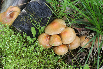 Pholiota highlandensis, known as the bonfire scalycap, and  Funaria hygrometrica, known as the bonfire moss, pioneer species of burned ground and forest fire areas