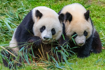 Panda, the mother and its young, eating bamboo together