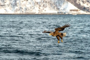 White-tailed eagle in flight hunting fish from sea,Hokkaido, Japan, Haliaeetus albicilla, majestic sea eagle with big claws aiming to catch fish from water surface, wildlife scene,birding  in Asia