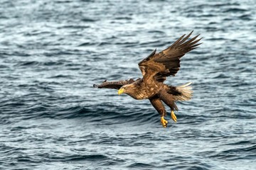 White-tailed eagle in flight hunting fish from sea,Hokkaido, Japan, Haliaeetus albicilla, majestic sea eagle with big claws aiming to catch fish from water surface, wildlife scene,birding  in Asia