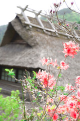 Flowers on hut house background.  Travel concept