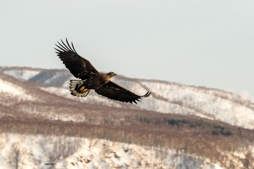 White-tailed eagle flying in front of winter mountains scenery in Hokkaido, Bird silhouette. Beautiful nature scenery in winter. Mountain covered by snow, glacier, birding in Asia, wallpaper,Japan