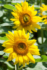 Obraz premium Sunflower in Hokkaido - 北海道のヒマワリ