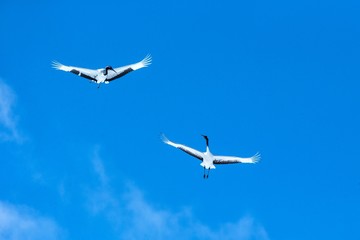Red crowned cranes (grus japonensis) in flight with outstretched wings against blue sky, winter, Hokkaido, Japan, japanese crane, beautiful mystic national white and black birds, elegant animal