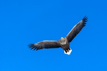 White-tailed eagle in flight, eagle flying against blue sky with clouds in Hokkaido, Japan, silhouette of eagle at sunrise, majestic sea eagle, wallpaper, bird isolated silhouette, birding in Asia