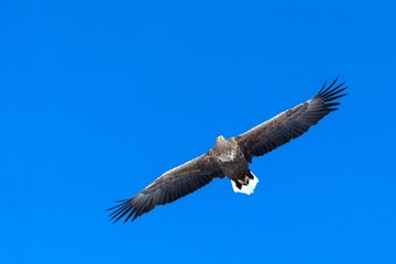 White-tailed eagle in flight, eagle flying against blue sky with clouds in Hokkaido, Japan, silhouette of eagle at sunrise, majestic sea eagle, wallpaper, bird isolated silhouette, birding in Asia