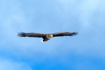 Fototapeta premium White-tailed eagle in flight, eagle flying against blue sky with clouds in Hokkaido, Japan, silhouette of eagle at sunrise, majestic sea eagle, wallpaper, bird isolated silhouette, birding in Asia