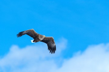 White-tailed eagle in flight, eagle flying against blue sky with clouds in Hokkaido, Japan, silhouette of eagle at sunrise, majestic sea eagle, wallpaper, bird isolated silhouette, birding in Asia